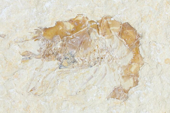 Cretaceous Fossil Shrimp - Lebanon #124051